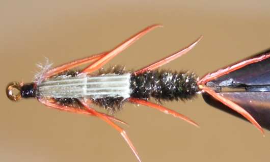 DB Peacock Stonefly Nymphs