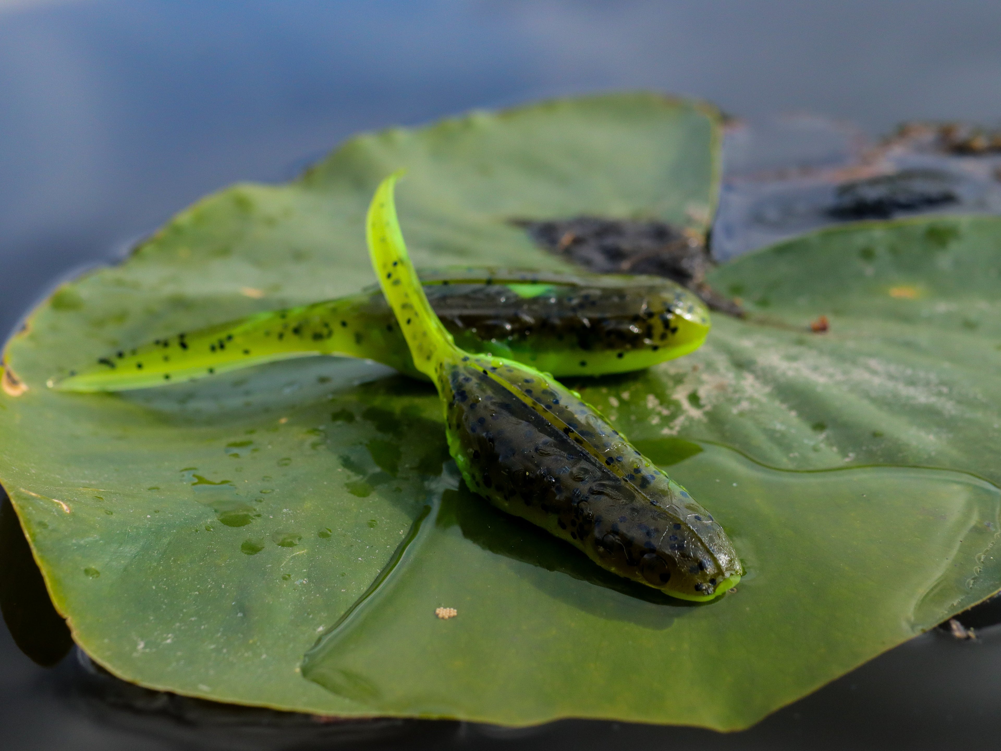 ASC Froglet Soft Plastic Topwater – main product view | Venator Hunting