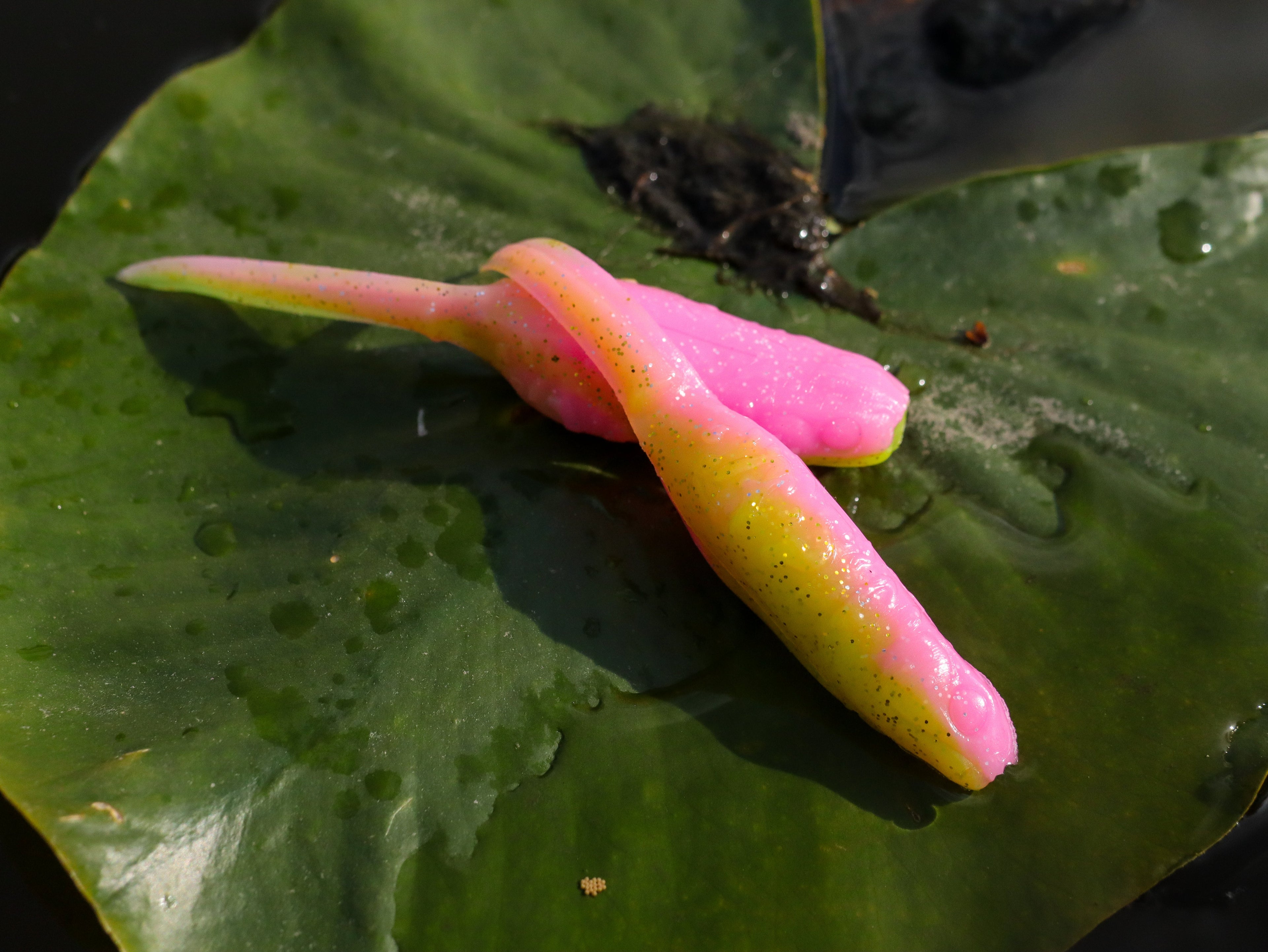 ASC Froglet Soft Plastic Topwater – in-use view | Venator Hunting
